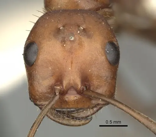 Polyergus longicornis - CASENT0281043