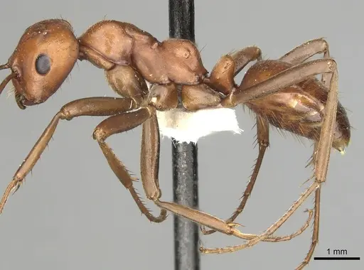 Polyergus longicornis - CASENT0281043
