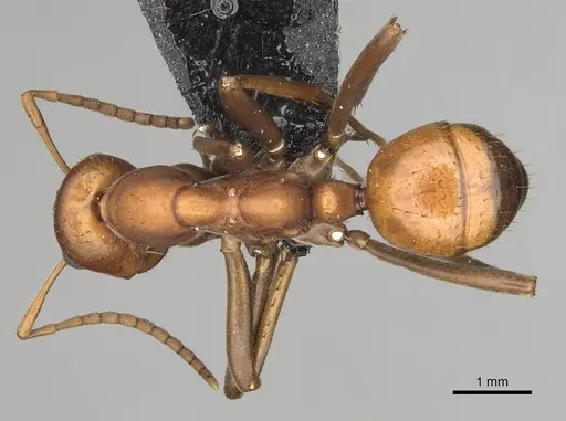 Polyergus longicornis - CASENT0281044
