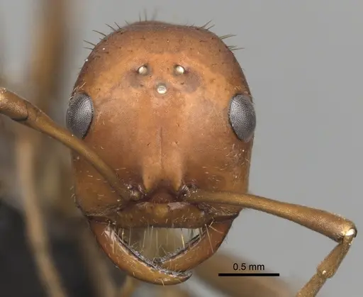 Polyergus longicornis - CASENT0281044