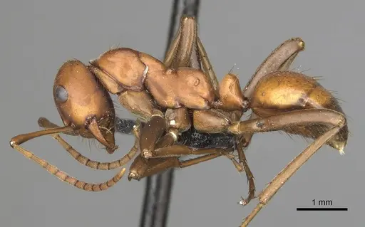 Polyergus longicornis - CASENT0281044