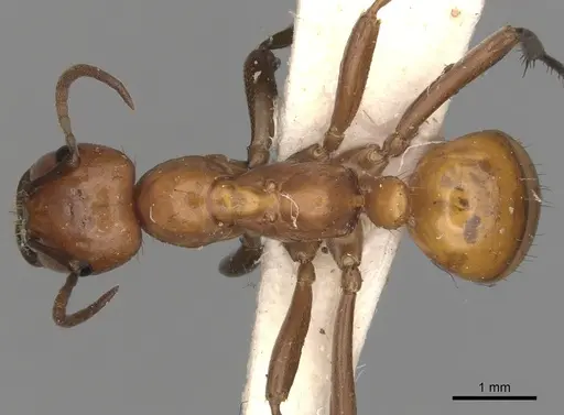 Polyergus lucidus specimen
