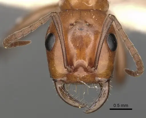 Polyergus lucidus specimen