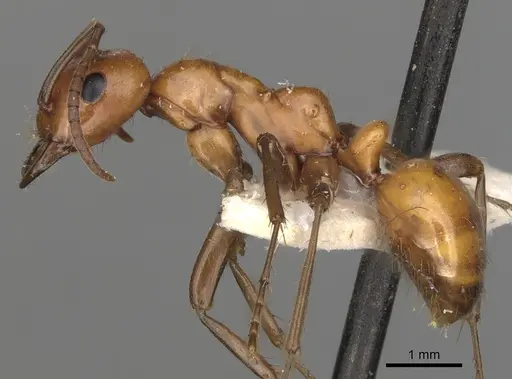 Polyergus lucidus specimen