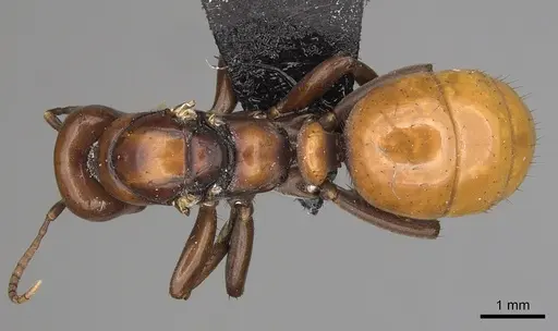 Polyergus lucidus - CASENT0281038