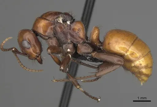 Polyergus lucidus - CASENT0281038