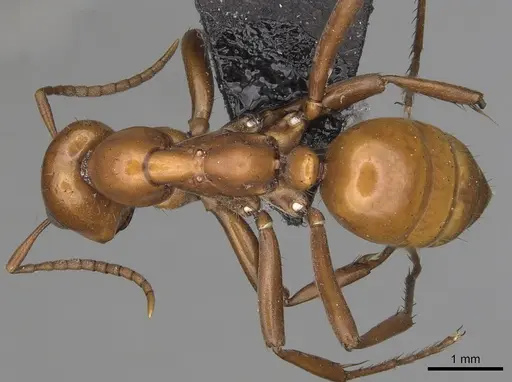 Polyergus lucidus - CASENT0281039