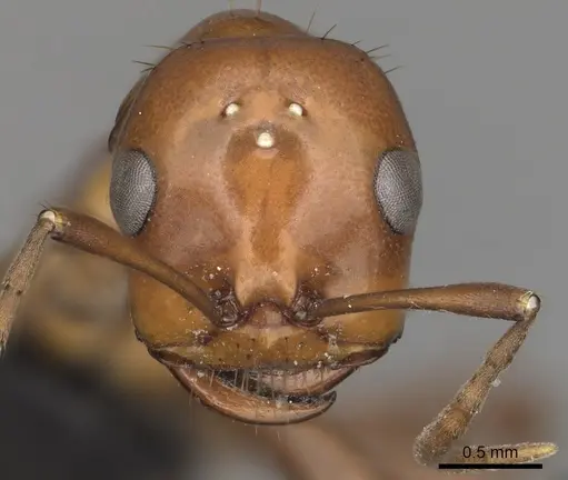 Polyergus lucidus - CASENT0281039