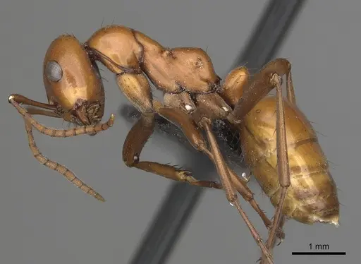 Polyergus lucidus - CASENT0281039