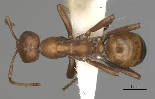 Polyergus lucidus - CASENT0281040