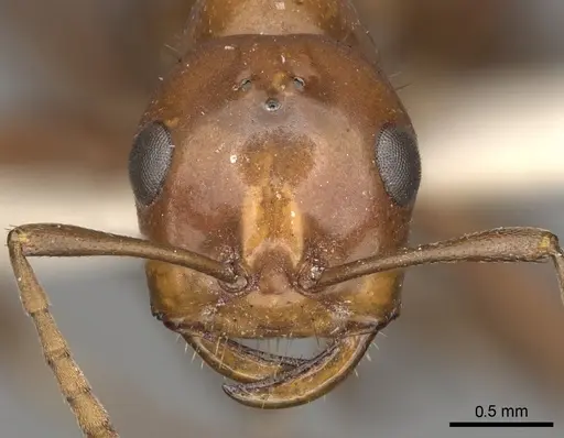 Polyergus lucidus - CASENT0281040