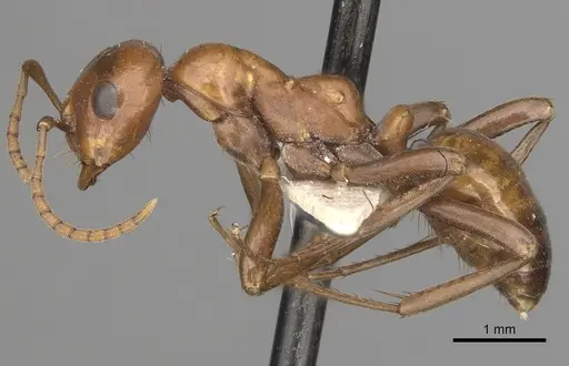 Polyergus lucidus - CASENT0281040