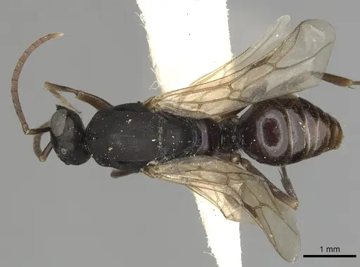 Polyergus lucidus - CASENT0281041