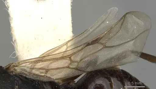 Polyergus lucidus - CASENT0281041