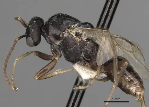 Polyergus lucidus - CASENT0281041