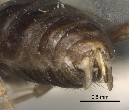 Polyergus lucidus - CASENT0281041