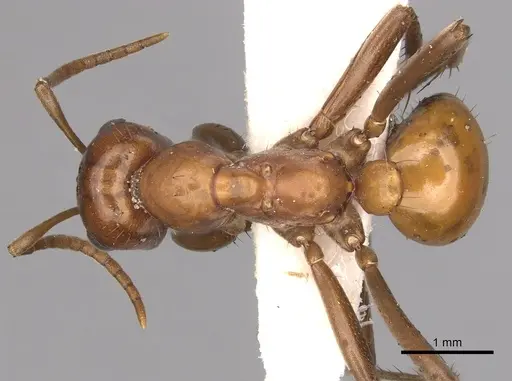 Polyergus lucidus - CASENT0281042