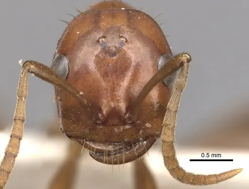 Polyergus lucidus - CASENT0281042