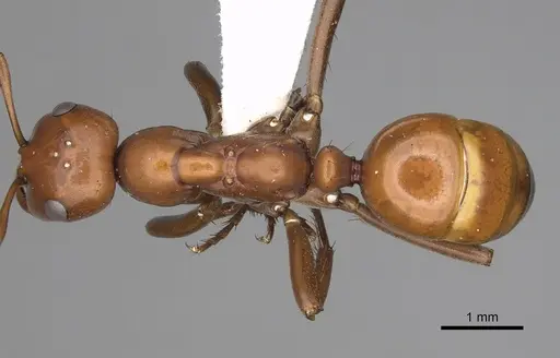 Polyergus lucidus - CASENT0281066