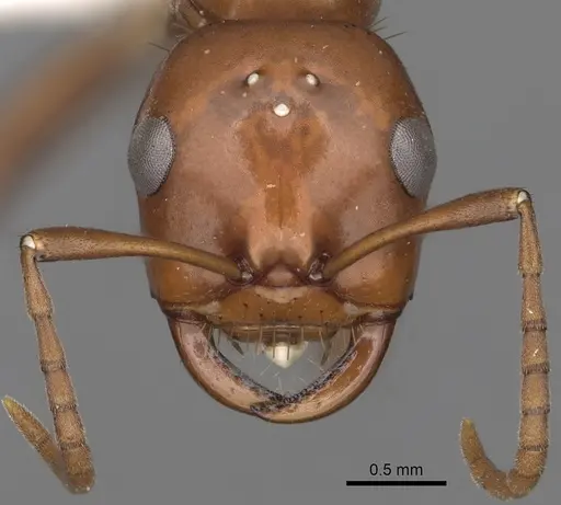 Polyergus lucidus - CASENT0281066