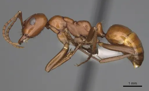 Polyergus lucidus - CASENT0281066