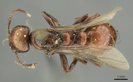 Polyergus lucidus - CASENT0915628