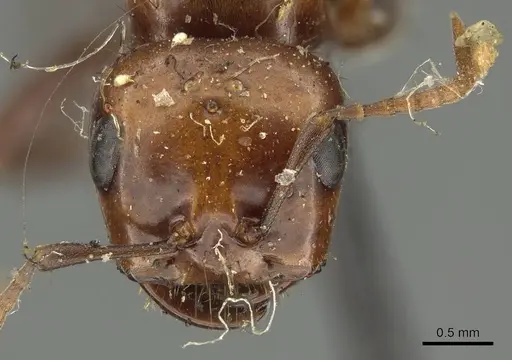 Polyergus lucidus - CASENT0915628