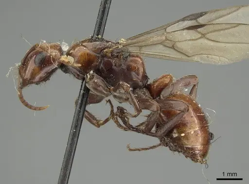 Polyergus lucidus - CASENT0915628