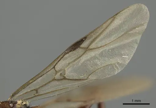 Polyergus lucidus - CASENT0915628