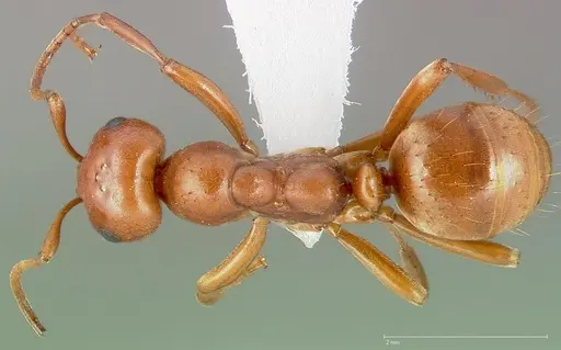 Polyergus mexicanus specimen