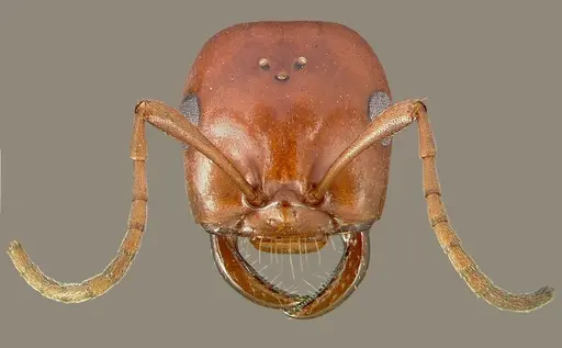 Polyergus mexicanus specimen