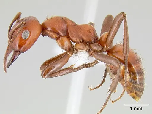 Polyergus mexicanus - CASENT0106048