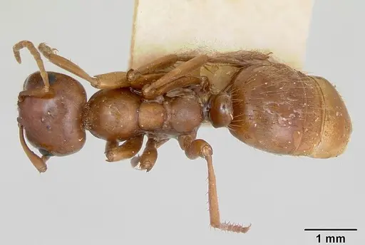 Polyergus mexicanus - CASENT0172897