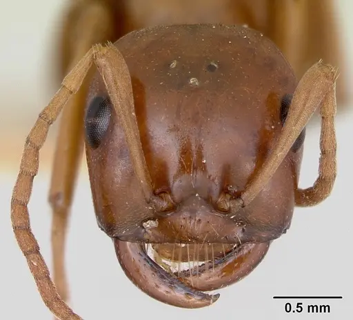 Polyergus mexicanus - CASENT0172897