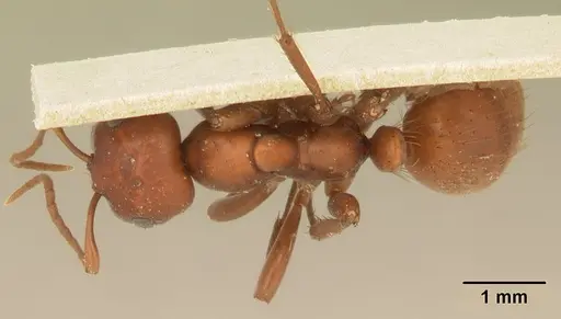 Polyergus mexicanus - CASENT0179560