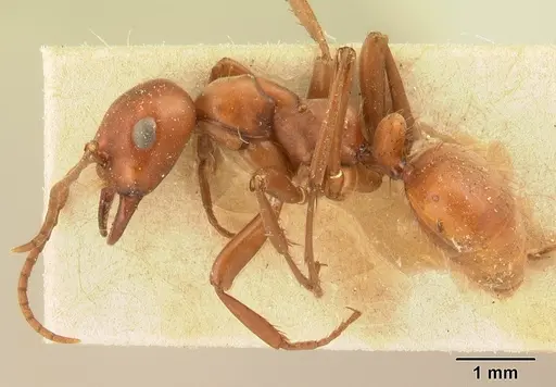 Polyergus mexicanus - CASENT0179560