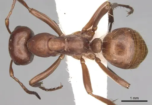 Polyergus mexicanus - CASENT0281069