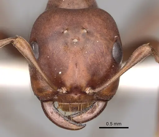 Polyergus mexicanus - CASENT0281069