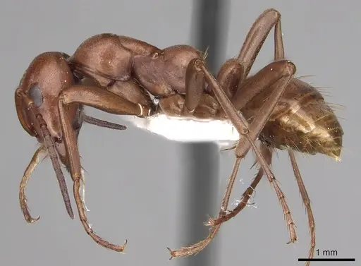 Polyergus mexicanus - CASENT0281069