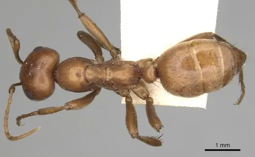 Polyergus mexicanus - CASENT0281070