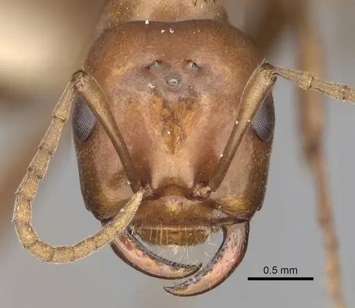 Polyergus mexicanus - CASENT0281070