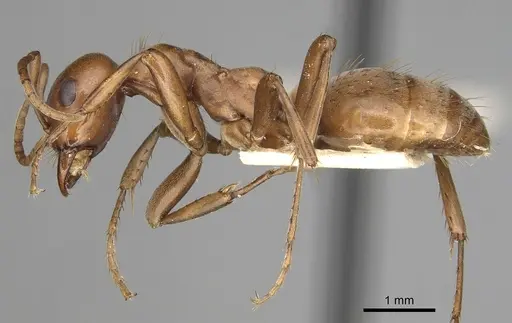 Polyergus mexicanus - CASENT0281070