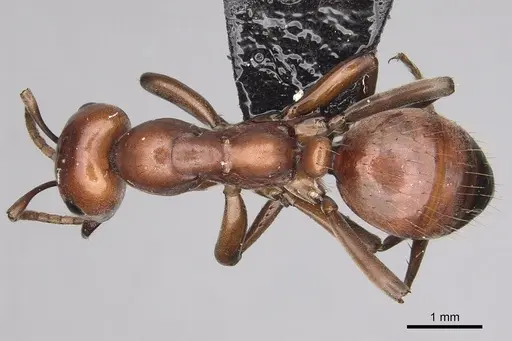 Polyergus mexicanus - CASENT0281071