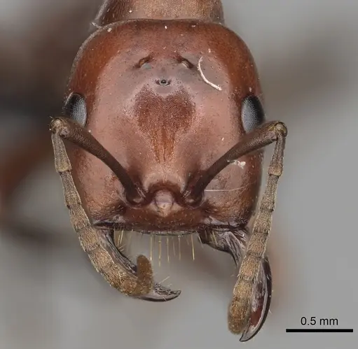 Polyergus mexicanus - CASENT0281071