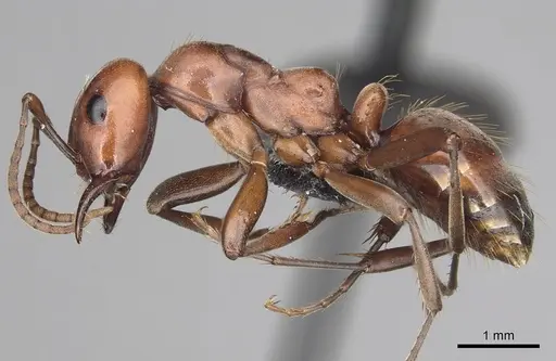 Polyergus mexicanus - CASENT0281071