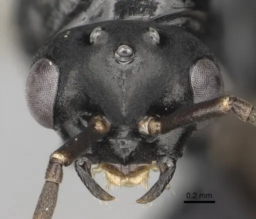 Polyergus mexicanus - CASENT0281072