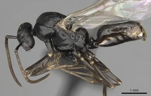 Polyergus mexicanus - CASENT0281072