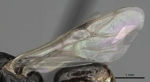 Polyergus mexicanus - CASENT0281072