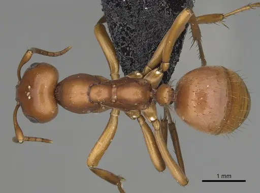 Polyergus mexicanus - CASENT0281073