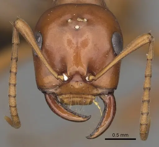 Polyergus mexicanus - CASENT0281073